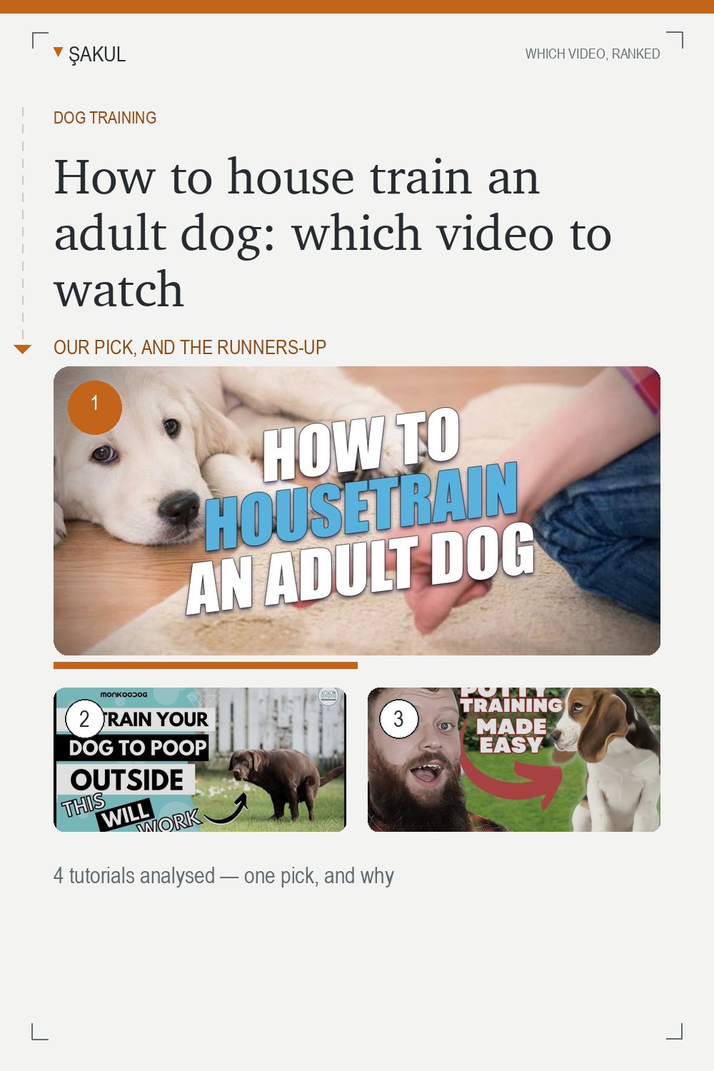 How to house train an adult dog: which video to watch