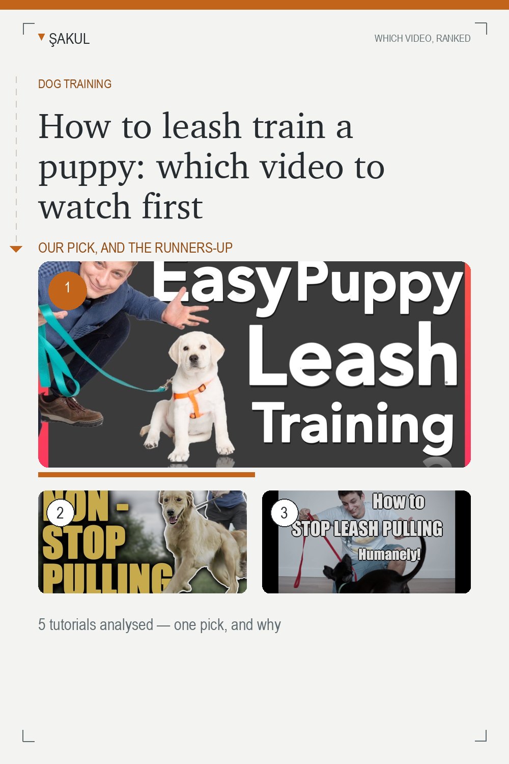 How to leash train a puppy: which video to watch first