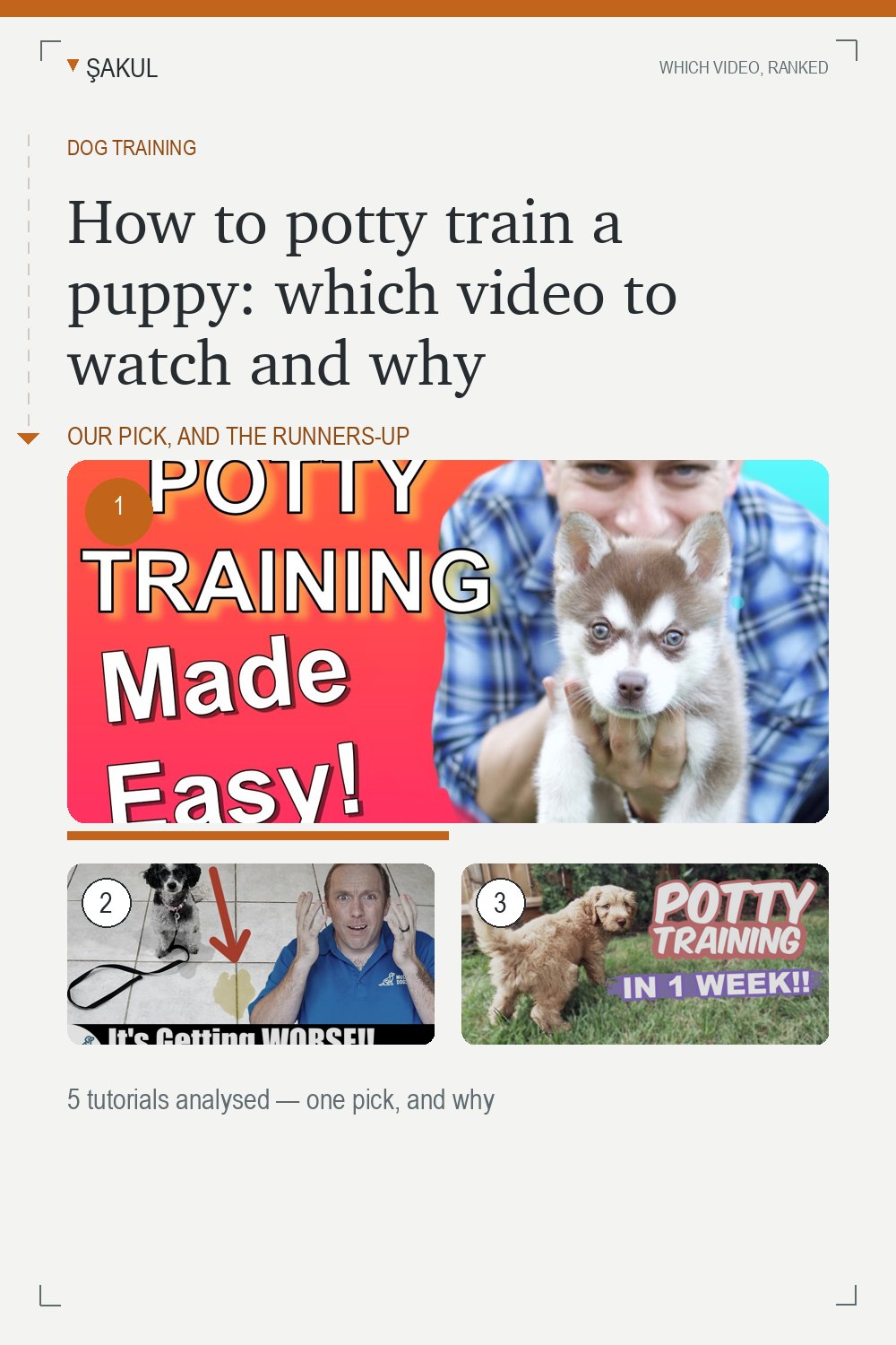 How to potty train a puppy: which video to watch and why