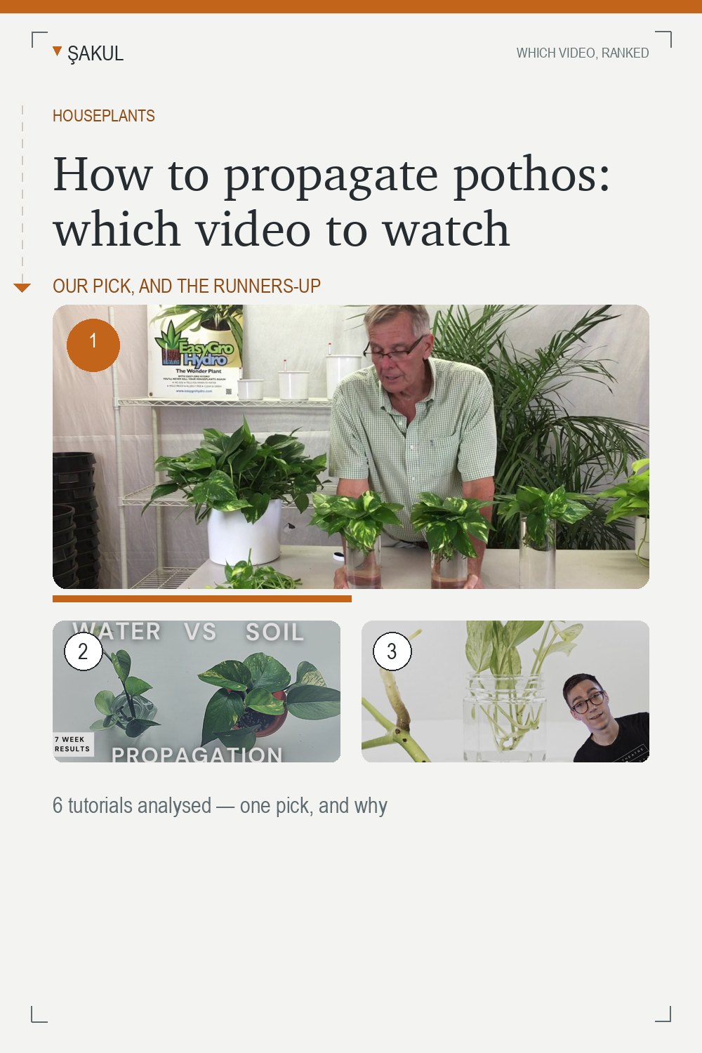 How to propagate pothos: which video to watch