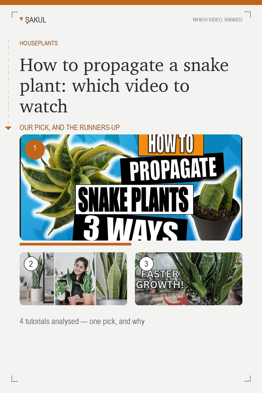How to propagate a snake plant: which video to watch