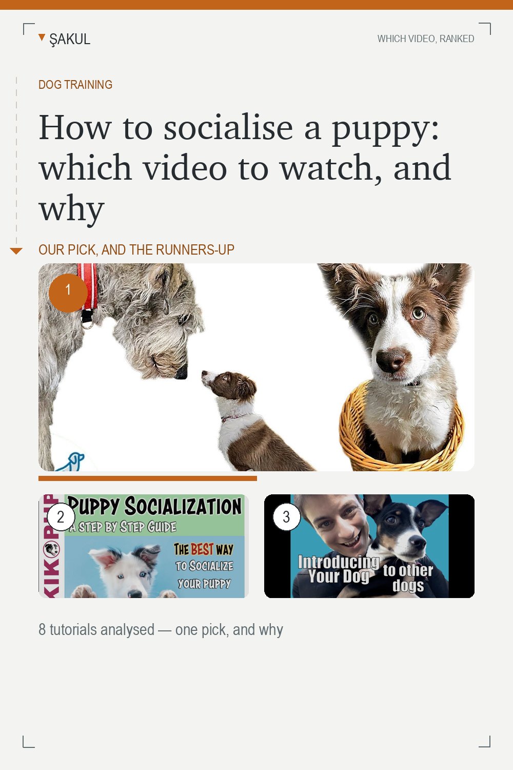 How to socialise a puppy: which video to watch, and why