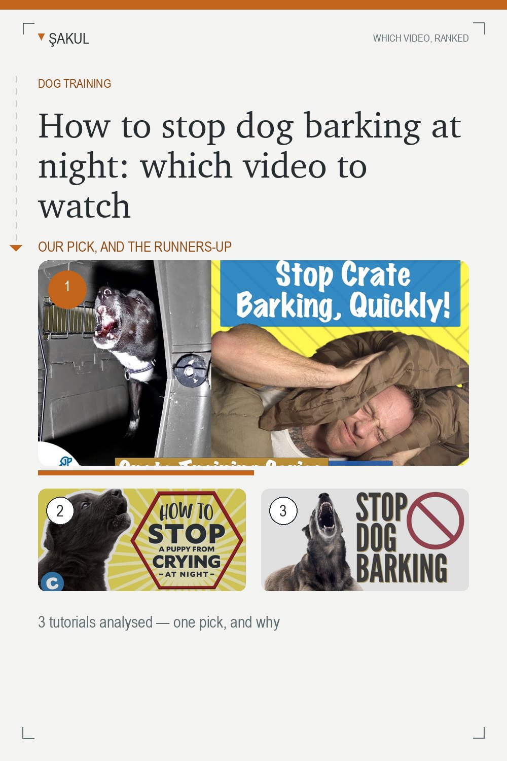 How to stop dog barking at night: which video to watch
