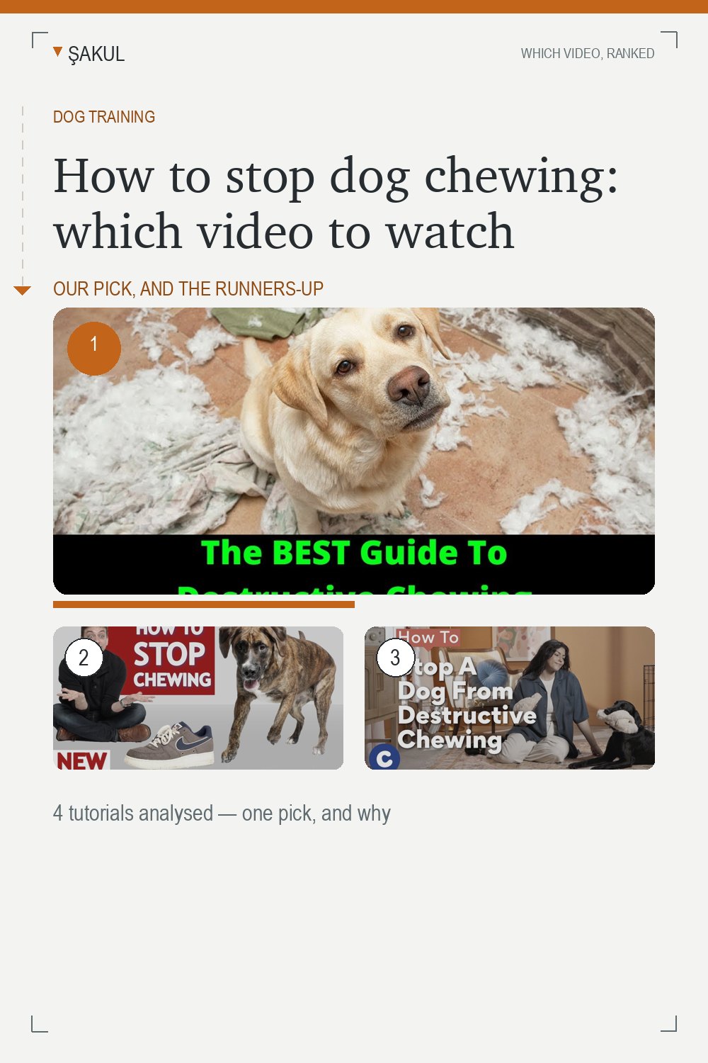 How to stop dog chewing: which video to watch