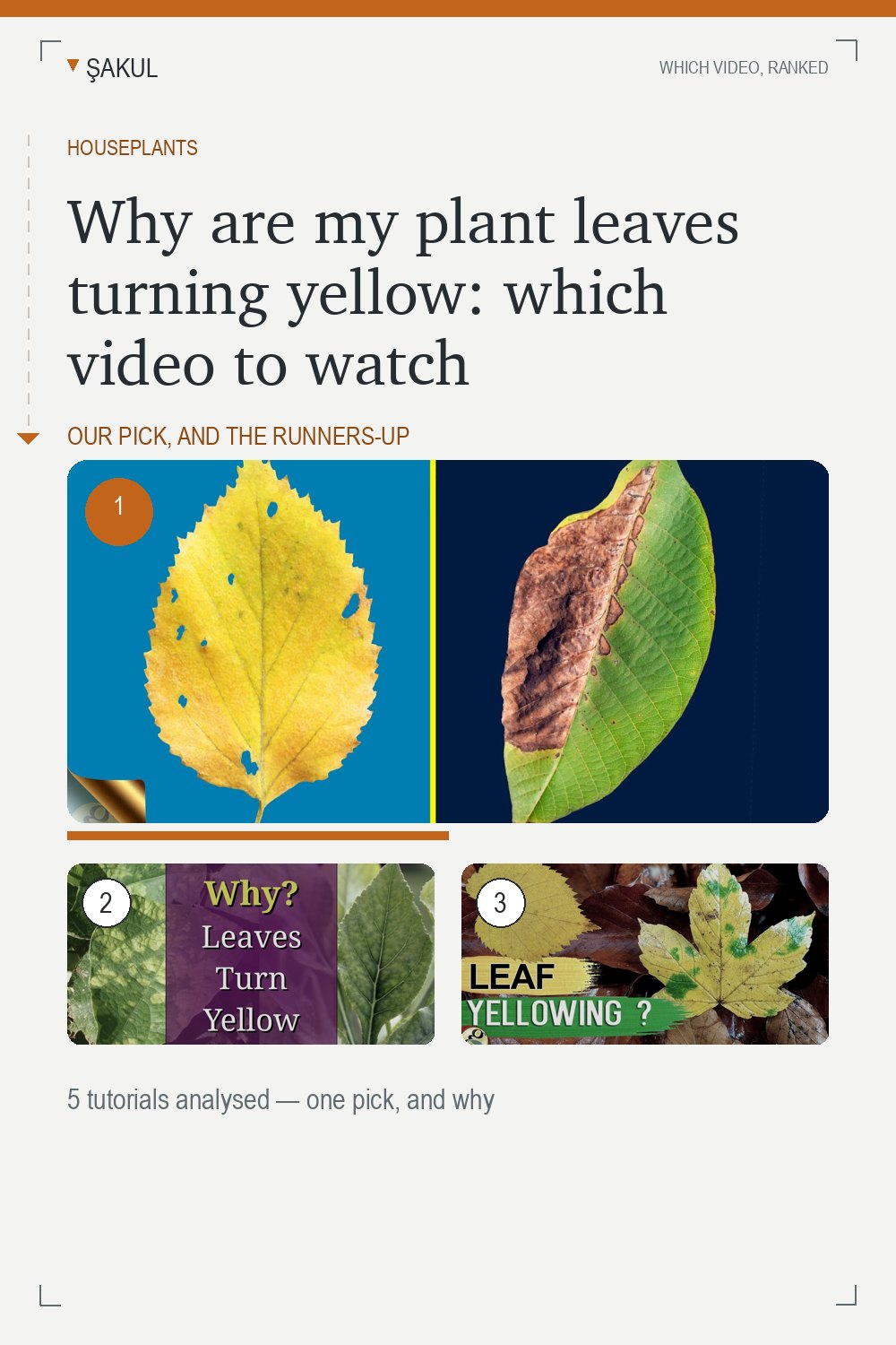 Why are my plant leaves turning yellow: which video to watch